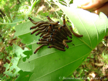 Phalera assimilis (Bremer et Grey)  Лунка слитая